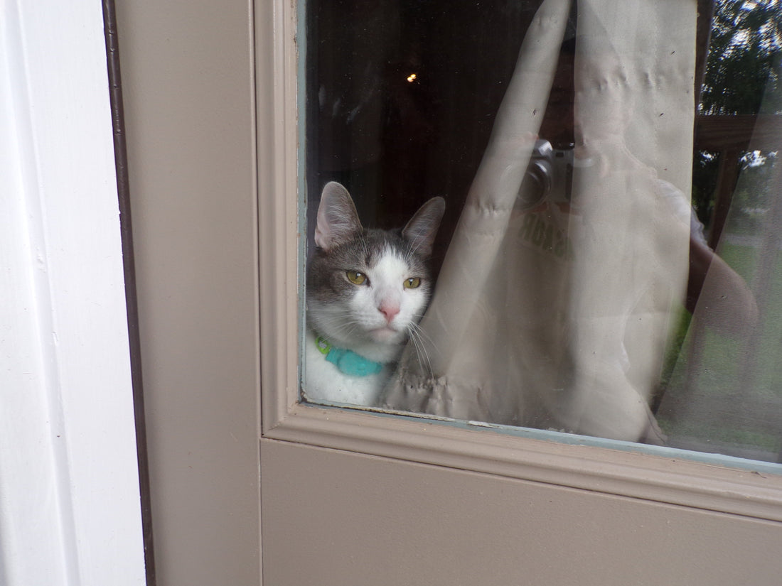 Barney The Barn Cat