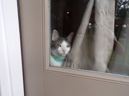 Barney The Barn Cat