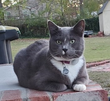 From Stray to Safe: How Tabcat Helped Me Track Tom