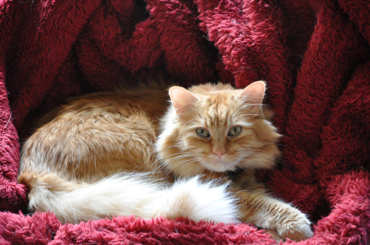 From Crawl Space to Safe Arms Tabcat Brought Willie Home