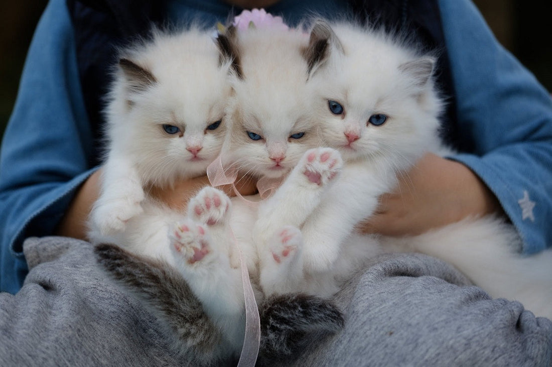 cat owner with kittens