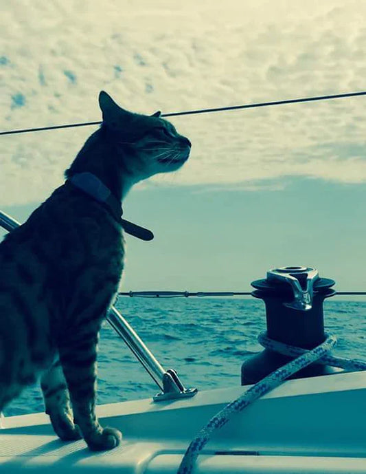 Momo is a traveler cat who lives on a sailboat