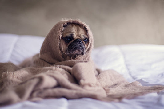 closeup of pug in blankets