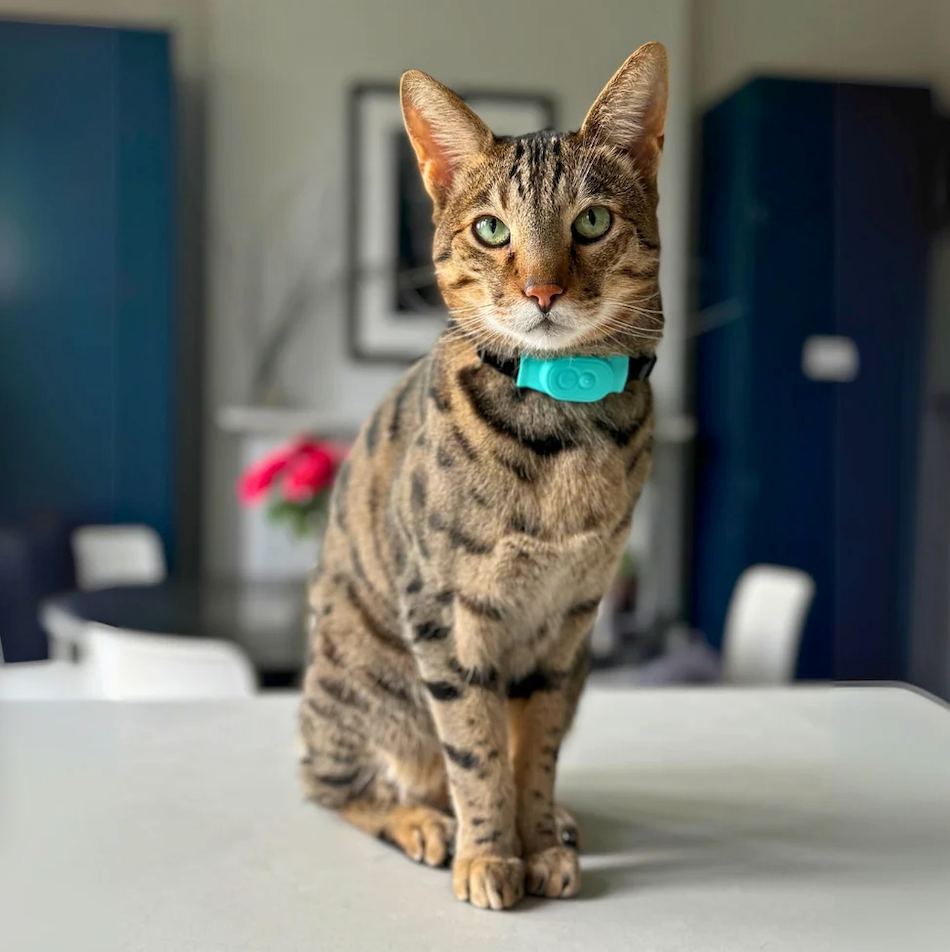 Tabcat Tracker - Up to 2 Cats
