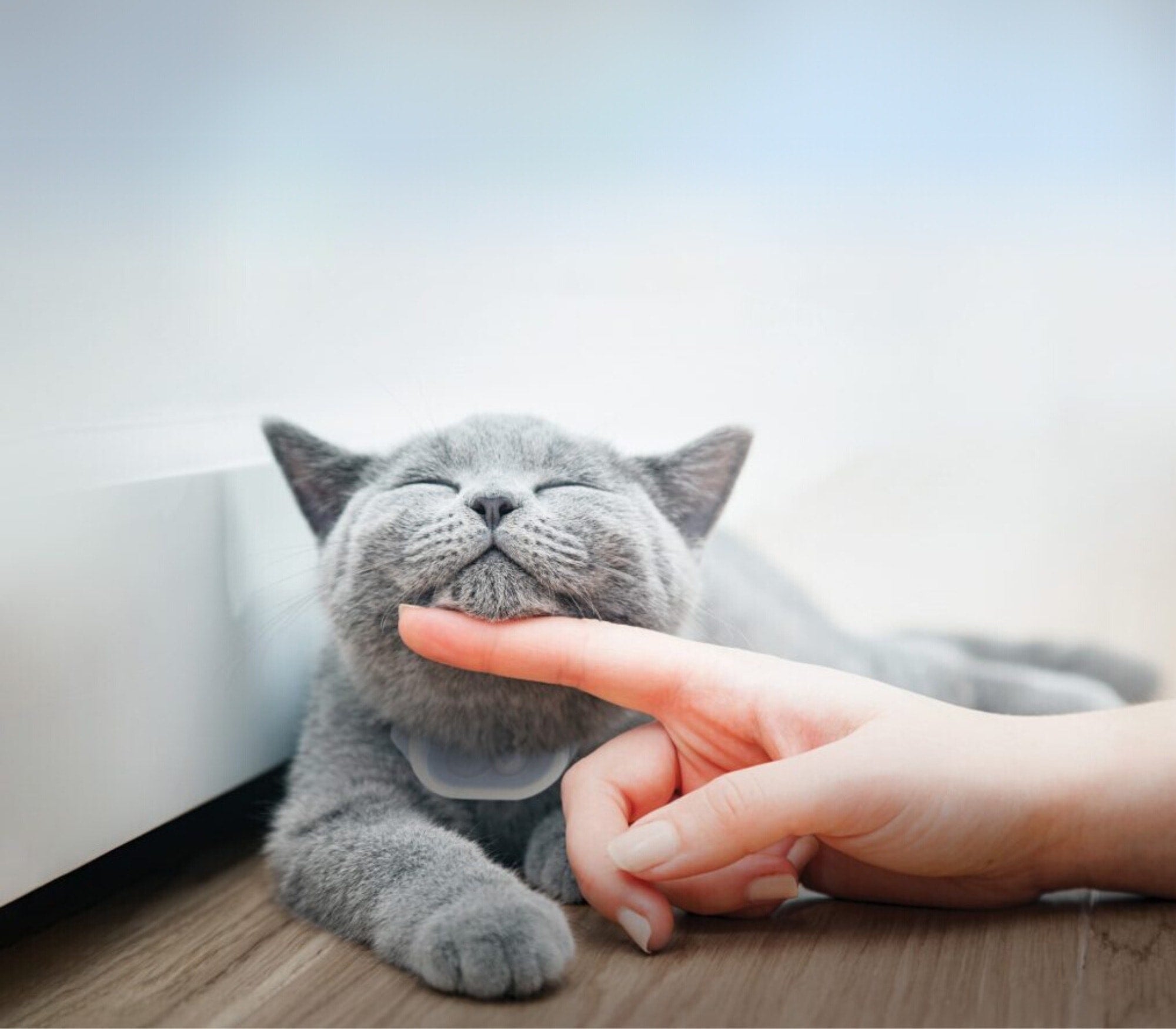 Tabcat Cat Tracker. Better Than GPS Trackers for Cats